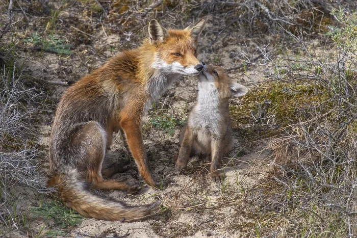 Framed Print : Fox (Vulpes vulpes) with pup, Zandvoort