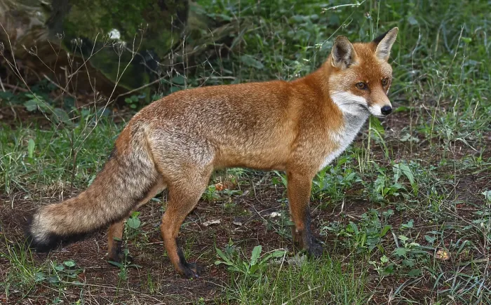 Framed Print : Fox (Vulpes vulpes) Red fox, Schleswig-Holstein