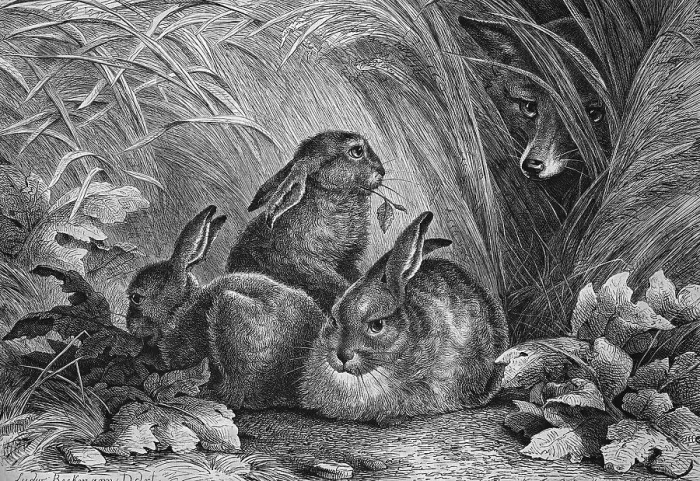 Framed Print : Fox watching hares, historical engraving, 1869