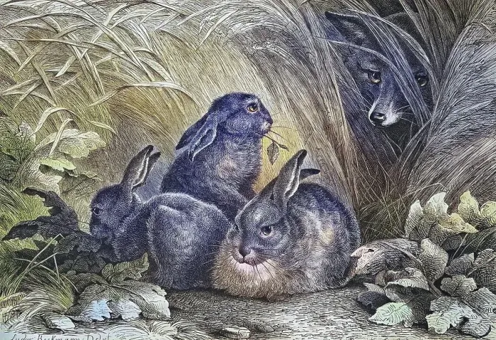 Framed Print : Fox watching hares, historical engraving