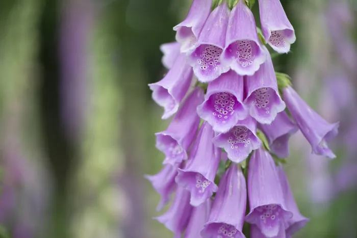 Framed Print : Foxglove (Digitalis purpurea), Emsland