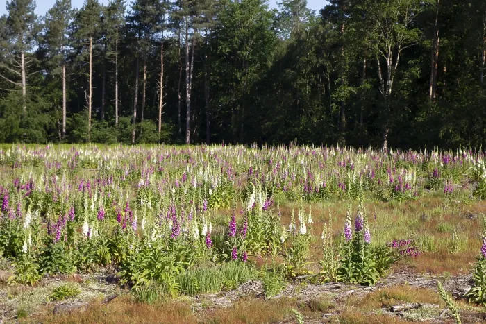 Framed Print : Foxglove (Digitalis purpurea) flowers in a woodland in summer