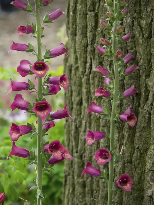 Framed Print : Two foxglove plants blooming next to a tree trunk in the green