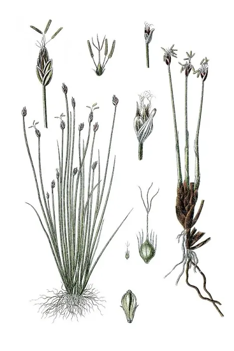 Framed Print : Fragrant flatsedge (Cyperus acicularis) on the left Framed Print : Fragrant flatsedge (Cyperus acicularis) on the left