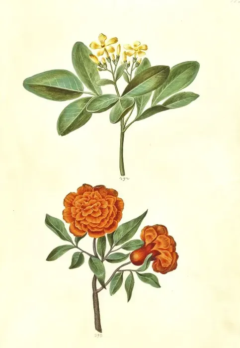 Framed Print : Fragrant jasmine odoratissimum Framed Print : Fragrant jasmine odoratissimum