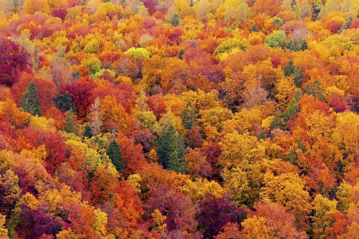 Framed Print : Full frame of beautiful variegated autumn foliage of mixed forest in late October Framed Print : Full frame of beautiful variegated autumn foliage of mixed forest in late October