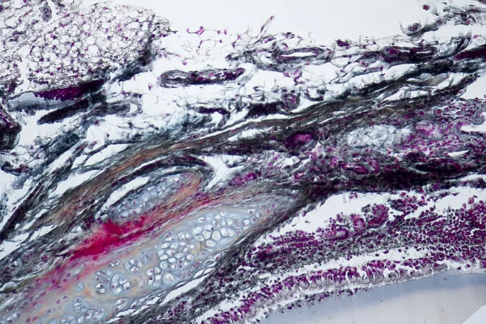 Framed Print : Full frame microscopic shot showing some details of the neck organs from a rat