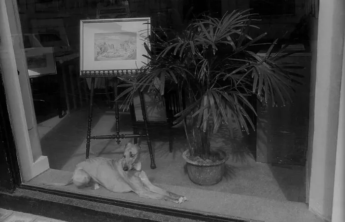 Framed Print : France, Paris, 24.03.1990, dog in shop window Framed Print : France, Paris, 24.03.1990, dog in shop window