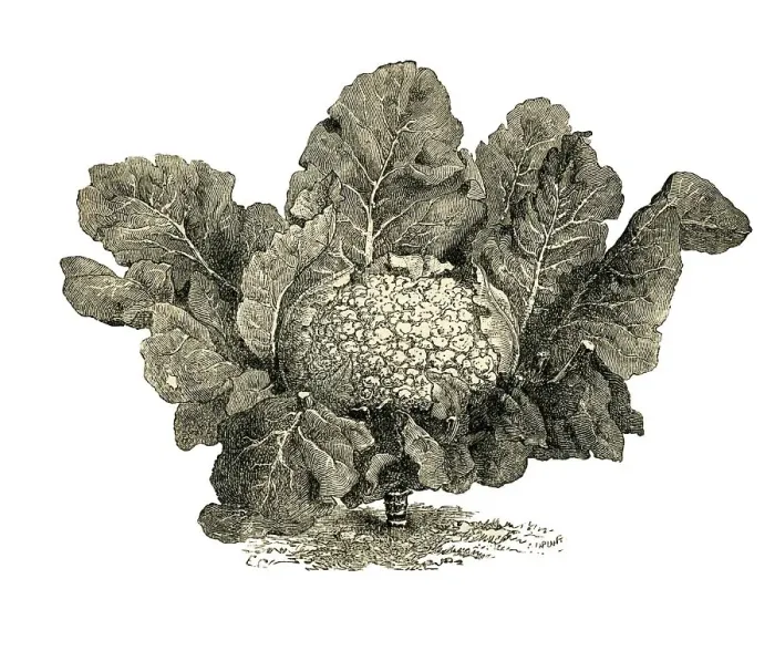 Framed Print : Frankfurt giant cauliflower, historical illustration from: Theodore Long: General Illustrated Garden Book Framed Print : Frankfurt giant cauliflower, historical illustration from: Theodore Long: General Illustrated Garden Book