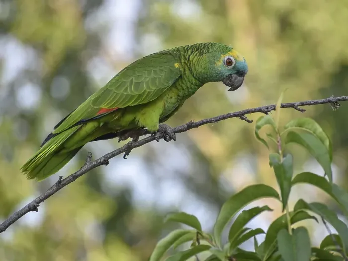 Framed Print : Free-living blue-fronted amazon (Amazona aestiva) in a park in Buenos Aires where these parrots