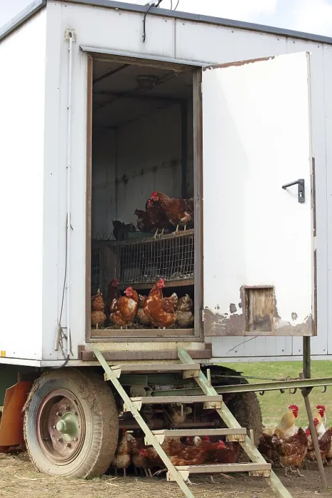 Framed Print : Free-range chickens with a run in a meadow