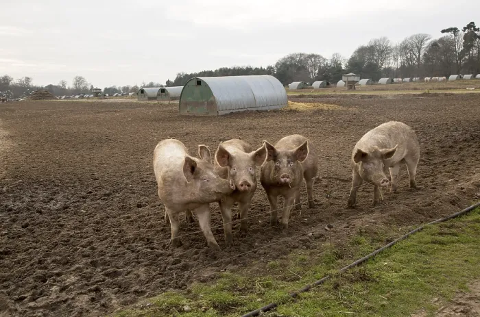 Framed Print : Free range pig farming pork production Shottisham Framed Print : Free range pig farming pork production Shottisham