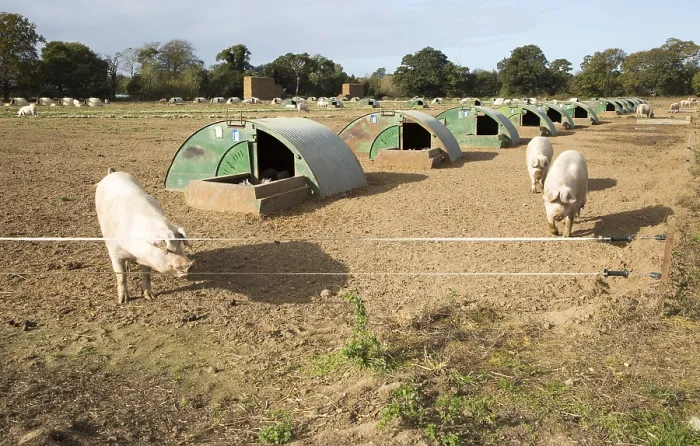 Framed Print : Free range pig farming at Shottisham