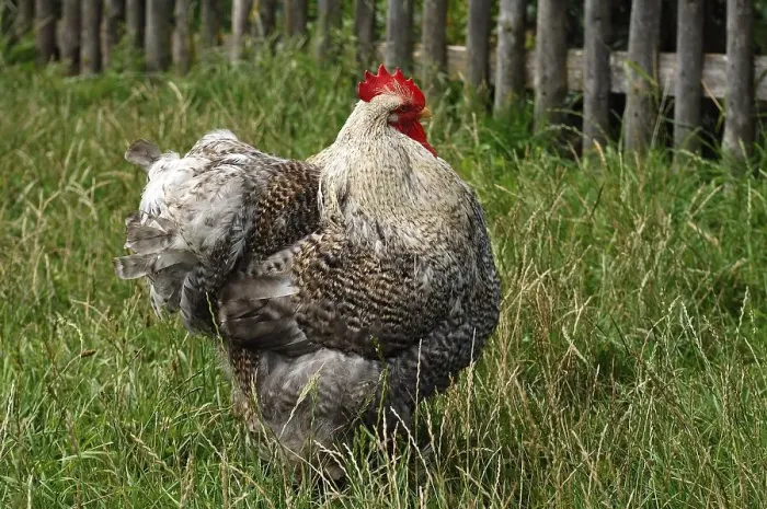 Framed Print : Free-range rooster in the Franconian Open Air Museum