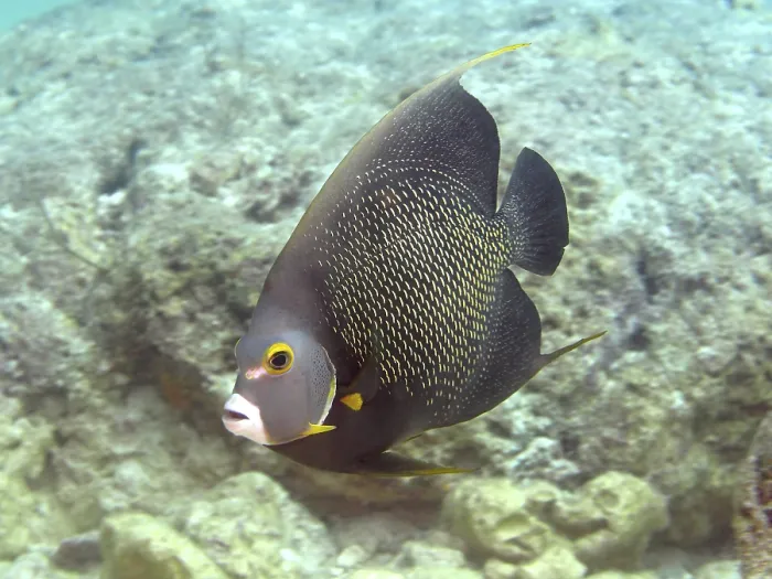 Framed Print : French angelfish (Pomacanthus paru)