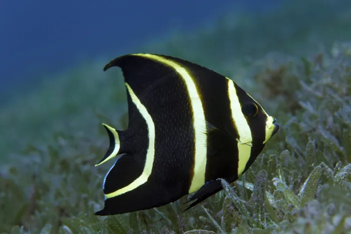 Framed Print : French Angelfish (Pomacanthus paru)