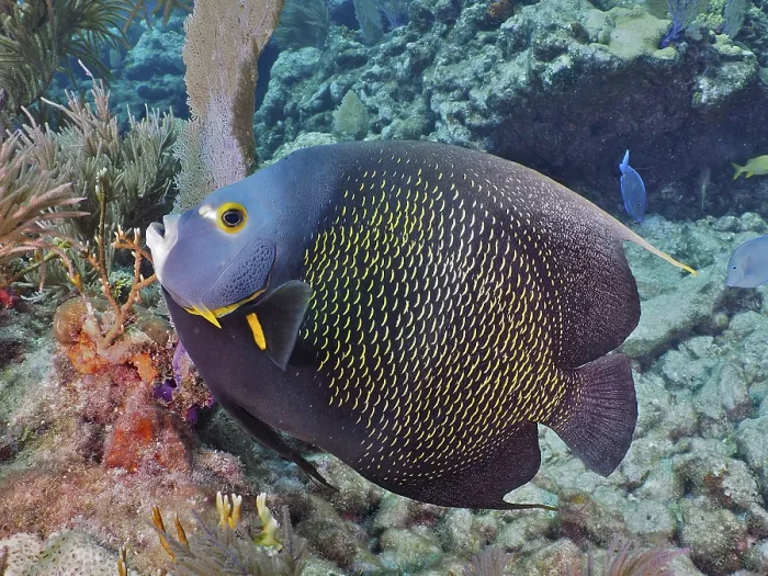 Framed Print : French angelfish (Pomacanthus paru)