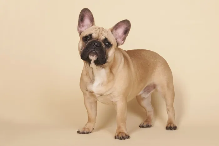 Framed Print : French bull dog on cream background