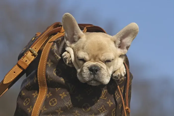 Framed Print : French Bulldog, 12 weeks, in a rucksack, sleeping