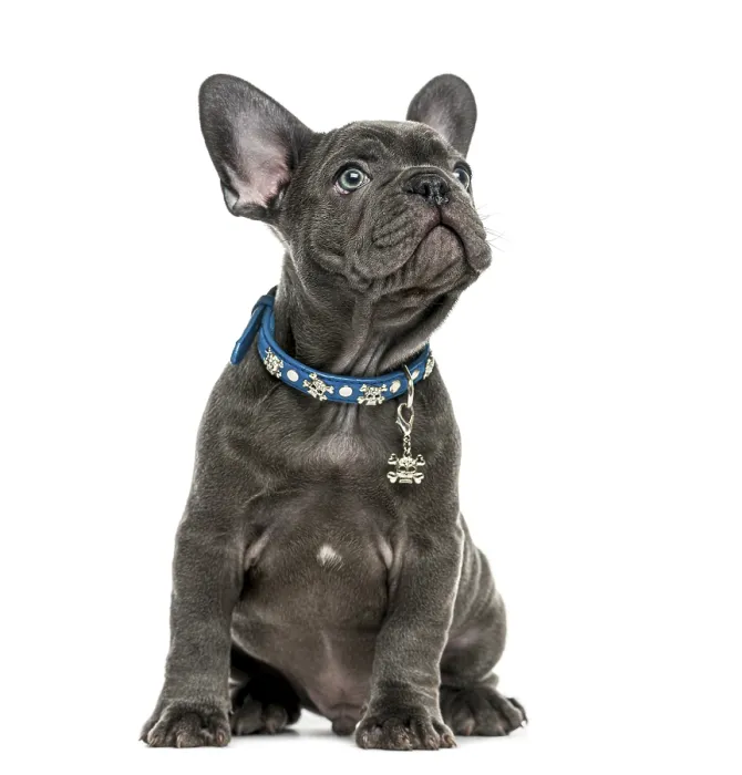 Framed Print : French Bulldog (2 months old) in front of a white background
