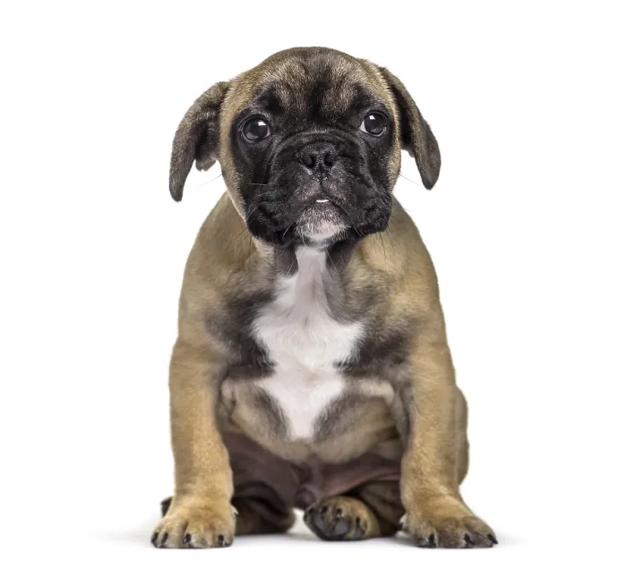 Framed Print : French Bulldog, 3 months old, sitting against white background