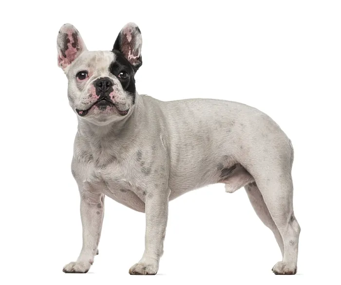 Framed Print : French Bulldog (4 years old)
