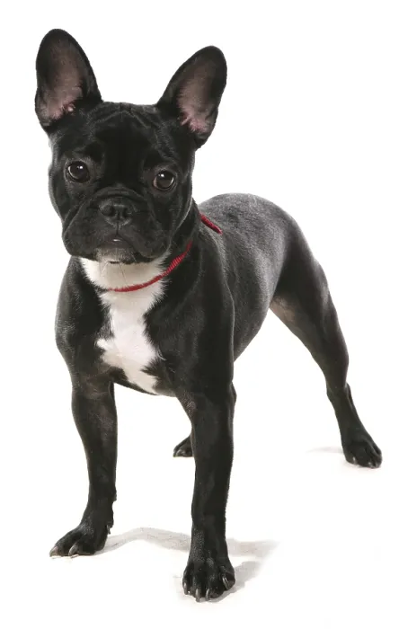 Framed Print : French Bulldog