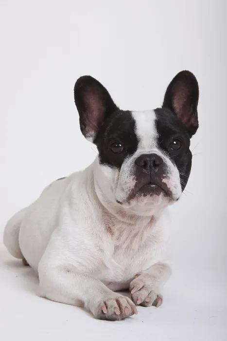 Framed Print : French Bulldog, bitch Framed Print : French Bulldog, bitch