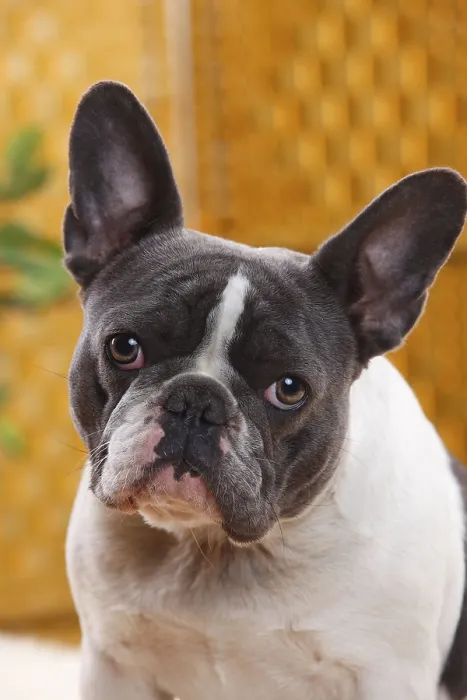 Framed Print : French Bulldog, blue-white, bitch, 4 years old Framed Print : French Bulldog, blue-white, bitch, 4 years old