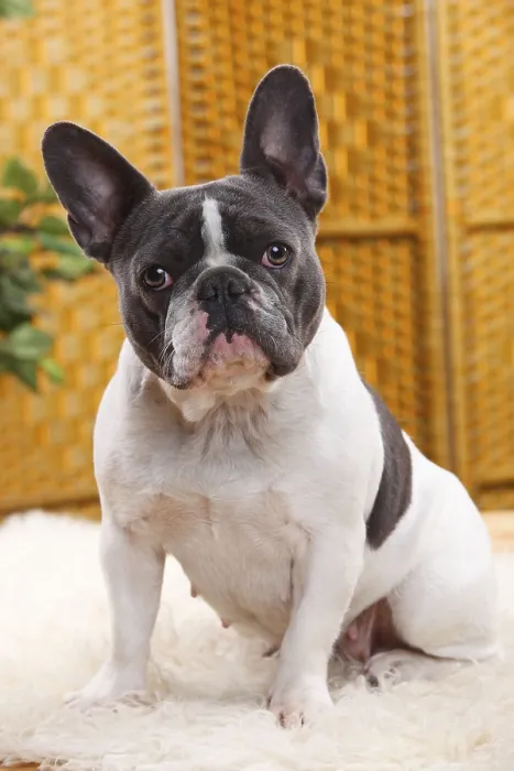 Framed Print : French Bulldog, blue-white, bitch, 4 years old