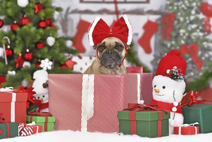 Framed Print : French Bulldog dog in Christmas gift box between many boxes next to Christmas tree Framed Print : French Bulldog dog in Christmas gift box between many boxes next to Christmas tree