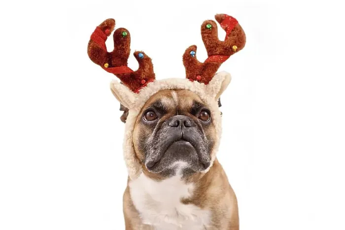 Framed Print : French Bulldog dog with Christmas reindeer antler costume on white background Framed Print : French Bulldog dog with Christmas reindeer antler costume on white background