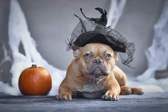 Framed Print : French Bulldog dog with Halloween witch hat
