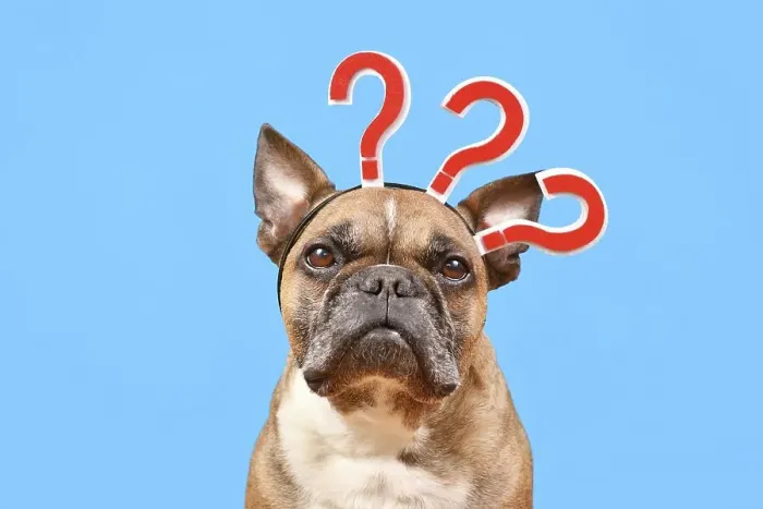Framed Print : French Bulldog dog with headband with question marks on blue background