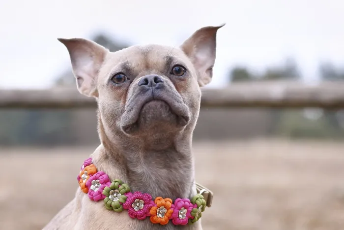 Framed Print : French Bulldog dog mix with paracord flower collar