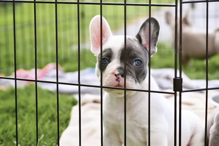 Framed Print : French Bulldog dog puppy behind bars