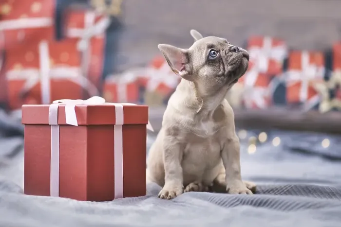 Framed Print : French Bulldog dog puppy sitting next to red Christmas gift box with ribbon surrounded by seasonal decoration