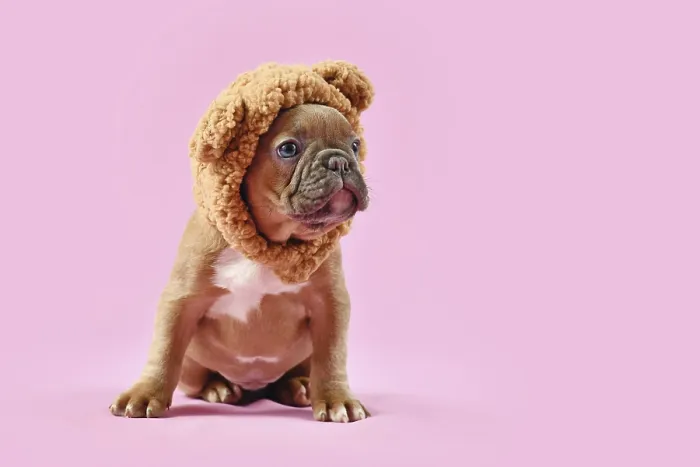 Framed Print : French Bulldog dog puppy wearing teddy bear costume hat on pink background