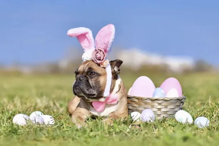 Framed Print : French Bulldog dog with rabbit costume ears next to easter eggs