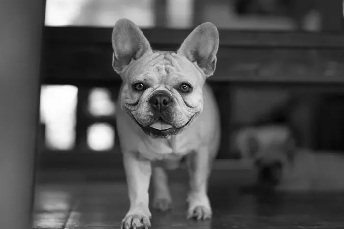 Framed Print : French Bulldog Dog Standing and staring at camera