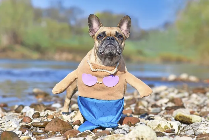 Framed Print : French Bulldog dog wearing a funny full body suit mermaid costume with blue fishtail Framed Print : French Bulldog dog wearing a funny full body suit mermaid costume with blue fishtail