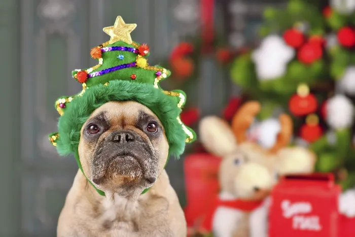 Framed Print : French Bulldog dog wearing funny Christmas tree headband