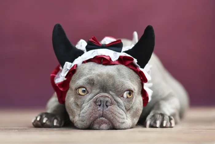 Framed Print : French Bulldog dog wearing red devil horn headband with ribbon in front of red background
