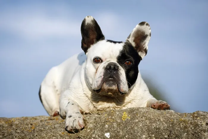 Framed Print : French Bulldog lying on a rock