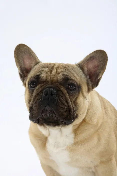 Framed Print : French Bulldog, Male