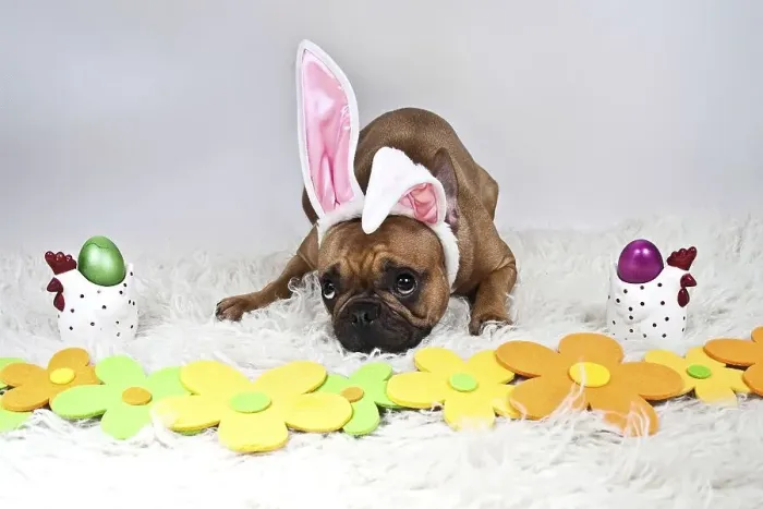 Framed Print : French bulldog with plush bunny ears lying behind decorative flowers Framed Print : French bulldog with plush bunny ears lying behind decorative flowers