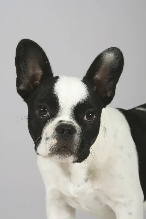 Framed Print : French Bulldog, puppy, 3 months