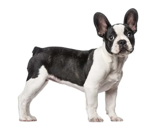 Framed Print : French Bulldog puppy (3 months old) Framed Print : French Bulldog puppy (3 months old)