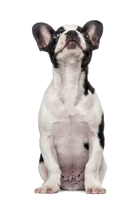 Framed Print : French Bulldog puppy (3 months old) looking up Framed Print : French Bulldog puppy (3 months old) looking up