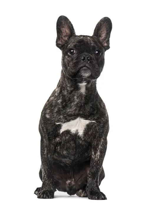 Framed Print : French Bulldog puppy (5 months old)